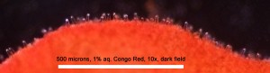 10xDF-CR-Cheilocystidy02.jpg