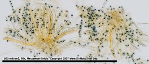 10xMR-Hymenium.jpg