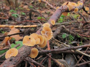 110109_Schizophyllum amplum.jpg