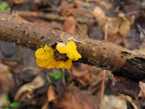 110109_Tremella mesenterica.jpg