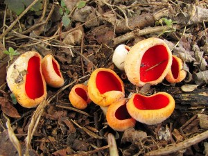 110313_01_Hodoninsko_Sarcoscypha austriaca.jpg