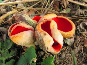 110313_06_Hodoninsko_Sarcoscypha austriaca.jpg