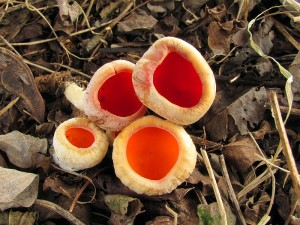 110313_12_Hodoninsko_Sarcoscypha austriaca var. lutea.jpg
