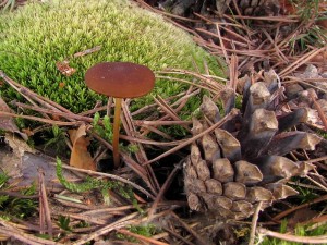 110407_01_Kyjovsko_Strobilurus stephanocystis.jpg