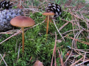 110407_03_Kyjovsko_Strobilurus stephanocystis.jpg
