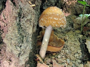 110522_05_Psathyrella sp..jpg