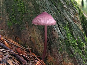 110531_01_Mycena rosella.jpg