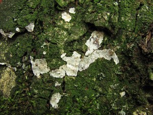 110703_03_Dendrothele acerina.jpg