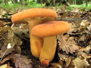110704_06_Lactarius volemus.jpg