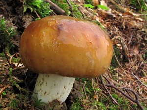 110704_08_Russula foetens.jpg