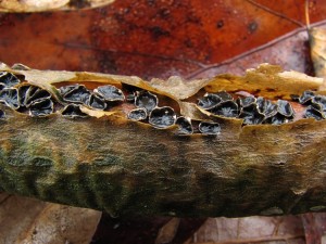 120122_10_Veseli nad Moravou_Encoelia fascicularis.jpg