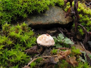 120122_15_Tulostoma brumale.jpg