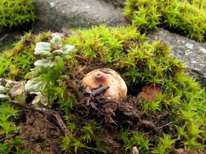 120122_16_Tulostoma brumale.jpg