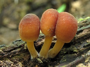 120603_Veseli nad Moravou 011.jpg