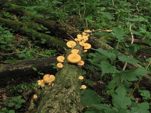 120603_Veseli nad Moravou 022.jpg