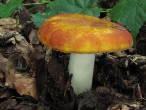 120702_01_Russula aurea_zz.jpg