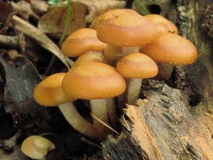 120722_03_Kuehneromyces mutabilis_zz.jpg