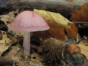 121021_11_Mycena rosea_zz.jpg