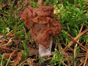 121026_33_Gyromitra infula_zz.jpg