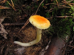 121124_5_Hygrophorus aureus_zz.jpg