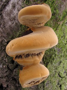 121125_21_Veselsko_Phellinus pomaceus_zz.jpg