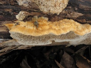 121126_06_Coriolopsis trogii_zz.jpg