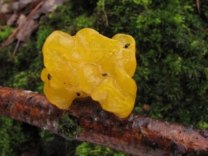 121227_03_Tremella mesenterica_zz.jpg