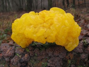 121227_04_Tremella mesenterica_zz.jpg