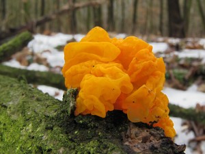 130130_07_Tremella mesenterica_zz.jpg