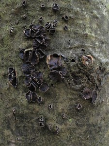 130201_09_Encoelia fascicularis_zz.jpg