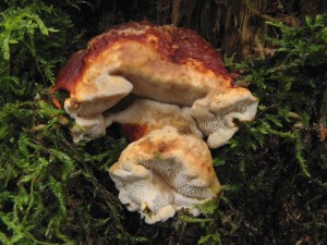 130205_10_Heterobasidion annosum_zz.jpg