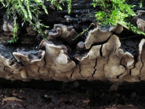130207_01_Veseli nad Moravou_Xylobolus frustulatus_zz.jpg