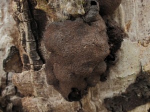 130210_03_Kretzschmaria deusta_zz.jpg