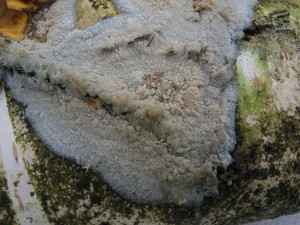 130217_06_Hyphoderma setigerum_zz.jpg
