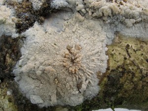 130217_09_Hyphoderma setigerum_zz.jpg
