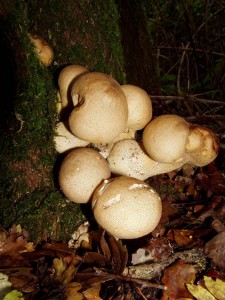 2006 11 14 oychavky XX.JPG