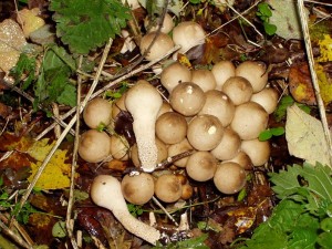 2006 11 14 pychavky X.JPG
