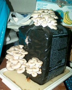 20070312.jpg