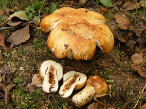 2009_092430032.jpg