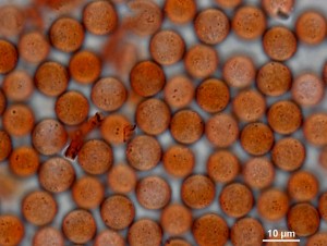 200x-10b.jpg