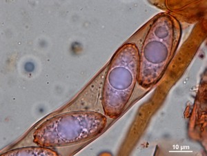 200x-11c.jpg