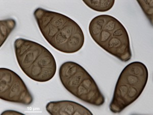 200x-5.jpg
