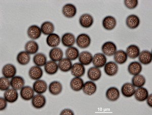 200x-9g.jpg