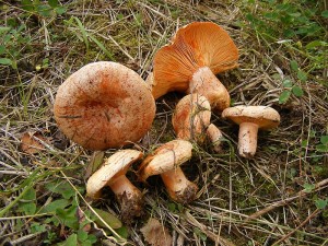 2011_10020020.jpg