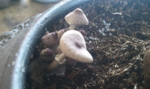 2012-03-25 11.05.38.jpg
