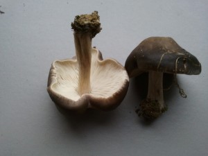 2012-10-27 12.23.24.jpg