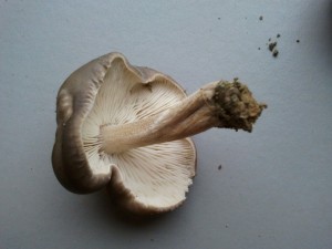2012-10-27 12.24.23.jpg