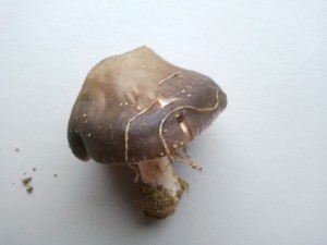 2012-10-27 12.24.37.jpg
