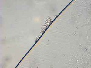 2012-12-18-173903.jpg
