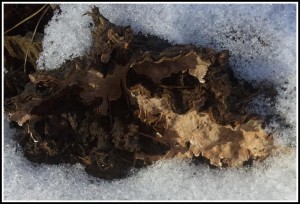 20120212_114626.jpg